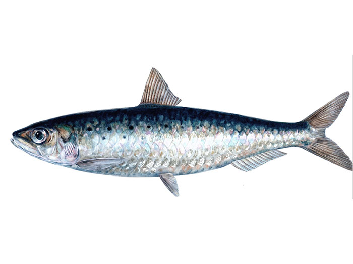 Ilustração de Pedro Salgado